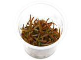 Hygrophila sp. Araguaia  inv 