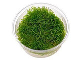 Javamos - Taxiphyllum barbieri  Vroeger  Vesicularia dubyana