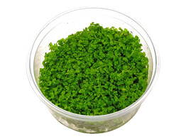 Micranthemum Monte Carlo  inv 