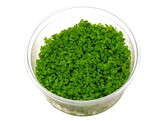 Micranthemum Monte Carlo  inv 