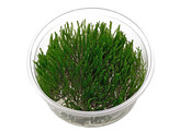 Peacock moss  Taxiphyllum sp.   inv 