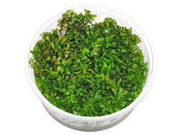 Rotala macrandra  inv 