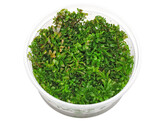 Rotala macrandra  inv 