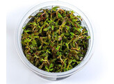 Rotala sp. Yao Yai  inv 