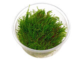 Spiky moss  Taxiphyllum sp.   inv 