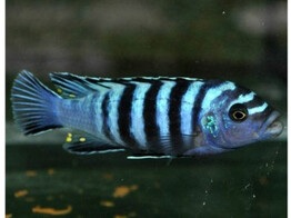 PSEUDOTROPHEUS ELONGATUS 7-9