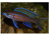 PARACYPRICHROMIS NIGRIPINNIS BLUE NEON 3-4