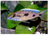 OTOPHARYNX LITHOBATES 4-5