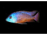NYASSACHROMIS BOADZULU XL
