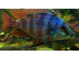PLACIDOCHROMIS MILOMO/LABROSUS SUPER VC 10 5-6