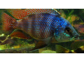 PLACIDOCHROMIS MILOMO/LABROSUS SUPER VC 10 5-6