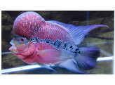 CICHLASOMA SP. FLOWERHORN 5-6