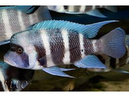 CYPHOTILAPIA GIBBEROSA IKOLA BLUE 5-6