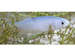 Leuciscus idus - Blauwe winde - Ide bleu 18-20