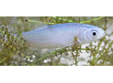 Leuciscus idus - Blauwe winde - Ide bleu 18-20