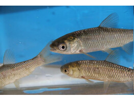 C. idella- graskarper/Carpe amour albino 20-25