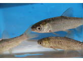 C. idella- graskarper/Carpe amour albino 20-25