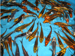 Koi mix Europe Ghost 12-15