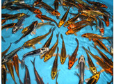 Koi mix Europe Ghost 15-18