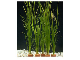 Vallisneria nana