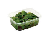 Limnobium sp.  2-3/cup  - cup 125 ml