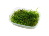 Javamos Aquaplant - Taxiphyllum barbieri - cup 125 ml