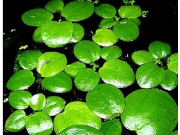 Limnobium laevigatum