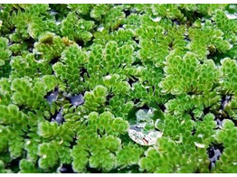 Azolla Caroliniana - cup 125