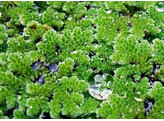 Azolla Caroliniana - cup 125