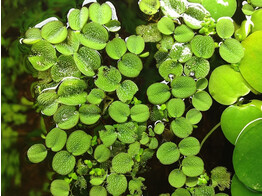 Salvinia minima - cup 125