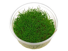 Eleocharis sp. mini  inv 