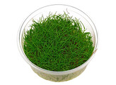 Eleocharis sp. mini  inv 