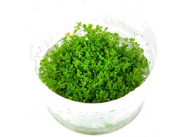 Hemianthus callitrichoides  inv 