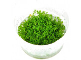 Hemianthus callitrichoides  inv 
