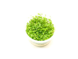 Hydrocotyle tripartita  sp. Japan   inv 