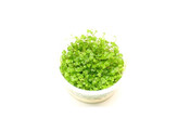 Hydrocotyle tripartita  sp. Japan   inv 