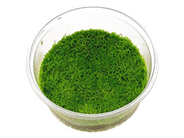 Riccia fluitans  inv 