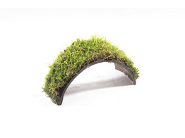 Brede brug cocosnoot with mos