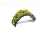 Brede brug cocosnoot with mos