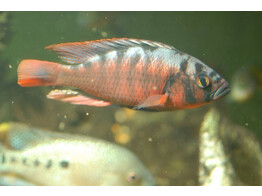 HAPLOCHROMIS FIRE RED EMESSIDE 4-5