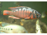 HAPLOCHROMIS FIRE RED EMESSIDE 4-5