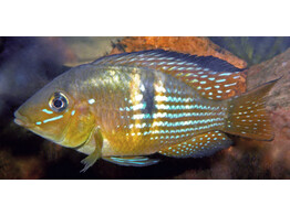 GYMNOGEOPHAGUS RHABDOTUS 3-3 5