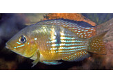 GYMNOGEOPHAGUS RHABDOTUS 3-3 5