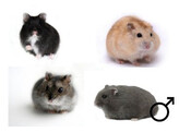 Russische hamster mix man