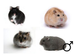 Russische hamster mix man