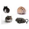 Hamster russes mix deux sexes