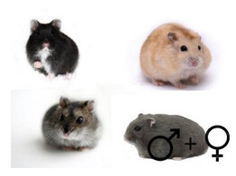 Russische hamster mix beide geslachten