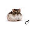 Russische hamster wildkleur man
