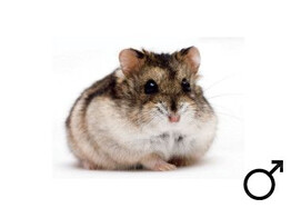 Russische hamster wildkleur man