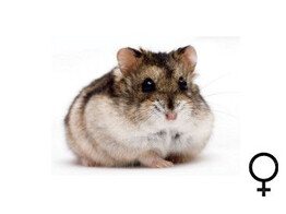 Russische hamster wildkleur vrouw